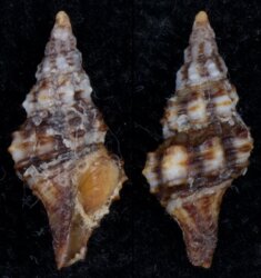 Hesperaptyxis luteopictus