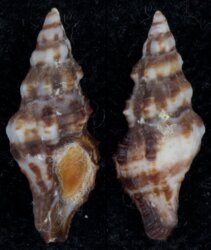 Hesperaptyxis luteopictus