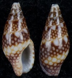 Nitidella ocellata