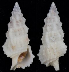 Cerithium columna