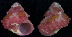 Bolma microconcha