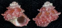 Bolma microconcha