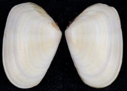 Donax cuneatus