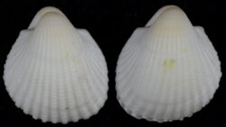Anadara pilula