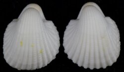 Anadara pilula