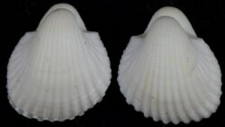 Anadara pilula