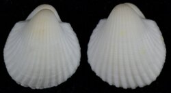 Anadara pilula