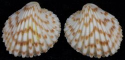 Cardites cardiodes