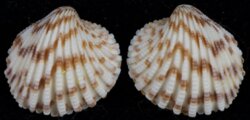 Cardites cardiodes