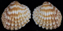 Cardites cardiodes