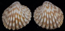 Cardites cardiodes