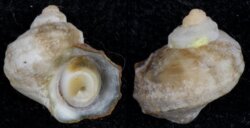 Turbo fluctuosus