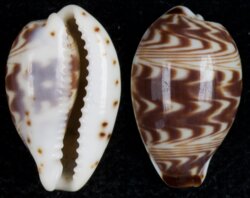 Palmadusta diluculum diluculum