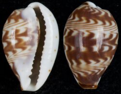 Palmadusta diluculum diluculum