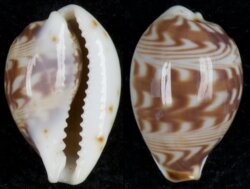 Palmadusta diluculum diluculum