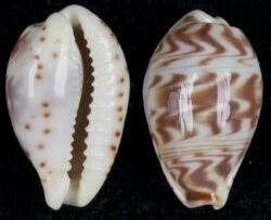 Palmadusta diluculum diluculum