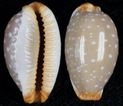 Staphylaea limacina interstincta