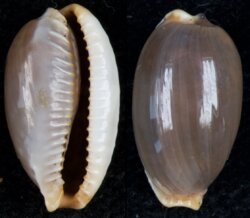 Staphylaea limacina interstincta