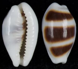 Palmadusta asellus asellus