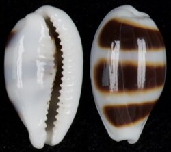 Palmadusta asellus asellus