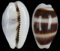 Palmadusta asellus asellus