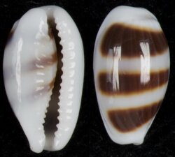Palmadusta asellus asellus