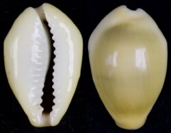 Monetaria moneta