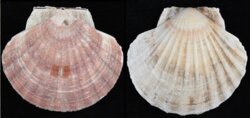 Pecten maximus