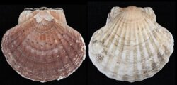 Pecten maximus