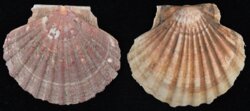 Pecten maximus