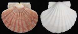 Pecten maximus