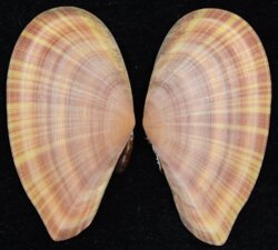 Tellina virgata