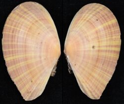 Tellina virgata