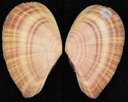 Tellina virgata