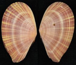 Tellina virgata