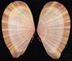 Tellina virgata