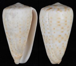 Dendroconus medoci