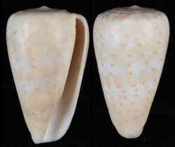 Dendroconus medoci