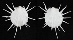 Spondylus imperialis