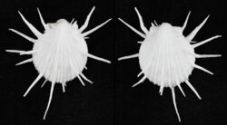 Spondylus imperialis
