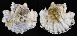 Hyotissa hyotis