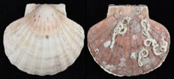Pecten maximus