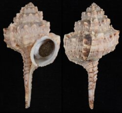 Haustellum barbieri