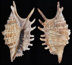 Ophioglossolambis digitata
