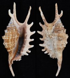 Ophioglossolambis digitata