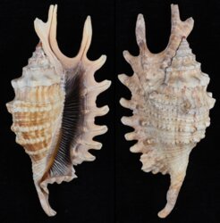 Ophioglossolambis digitata