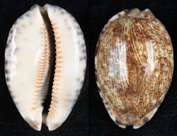 Mauritia gibba vandammei