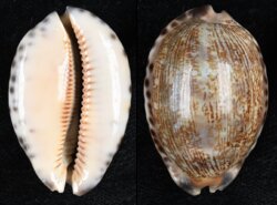 Mauritia gibba vandammei