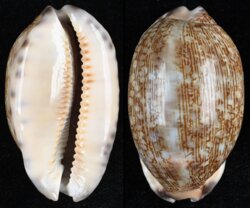 Mauritia grayana