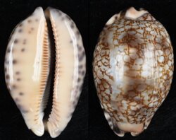 Mauritia grayana